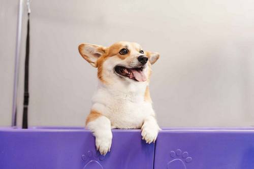 Dog Spa