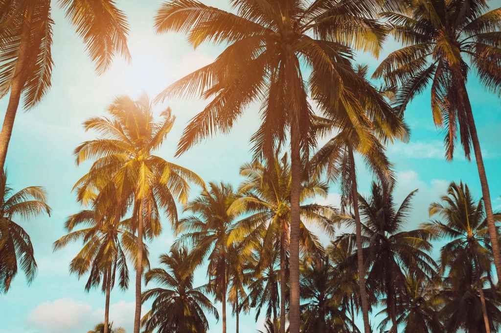 tops of palm trees against blue sky