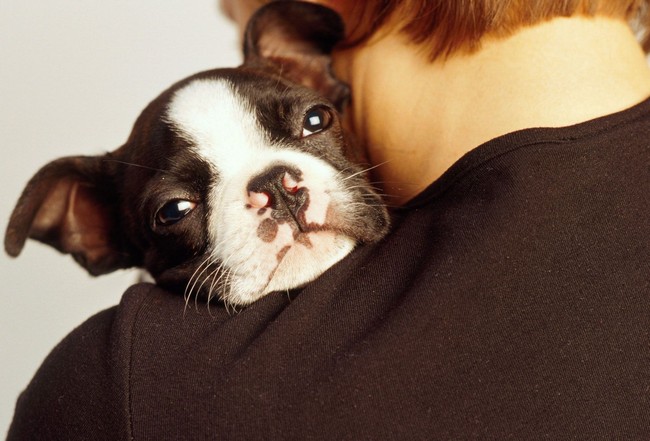 A puppy resting on a person's shoulder