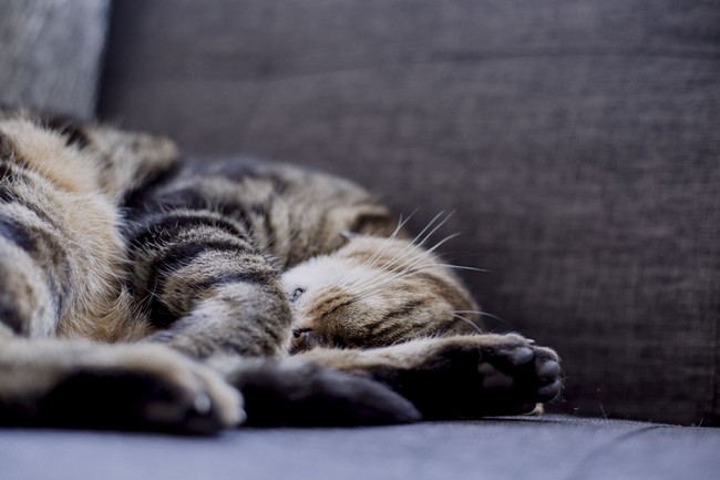 cat sleeping on a sofa